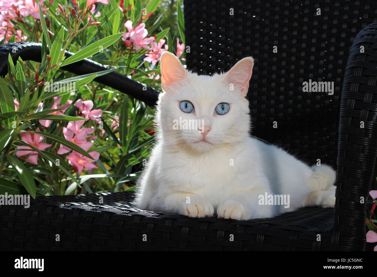 Hauskatze, weiß, blau-gemusterte, liegend auf einem schwarzen Garten Stuhl vor blühenden Oleanderbüsche Stockfoto