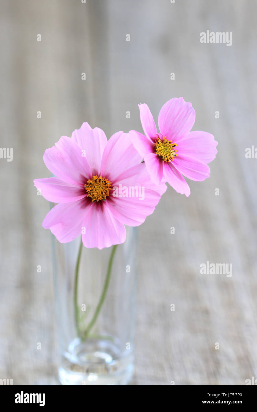 Nahaufnahme von rosa Cosmos Bipinnatus oder bekannt als mexikanische Aster, schneiden Blatt Kosmos in voller Blüte Stockfoto