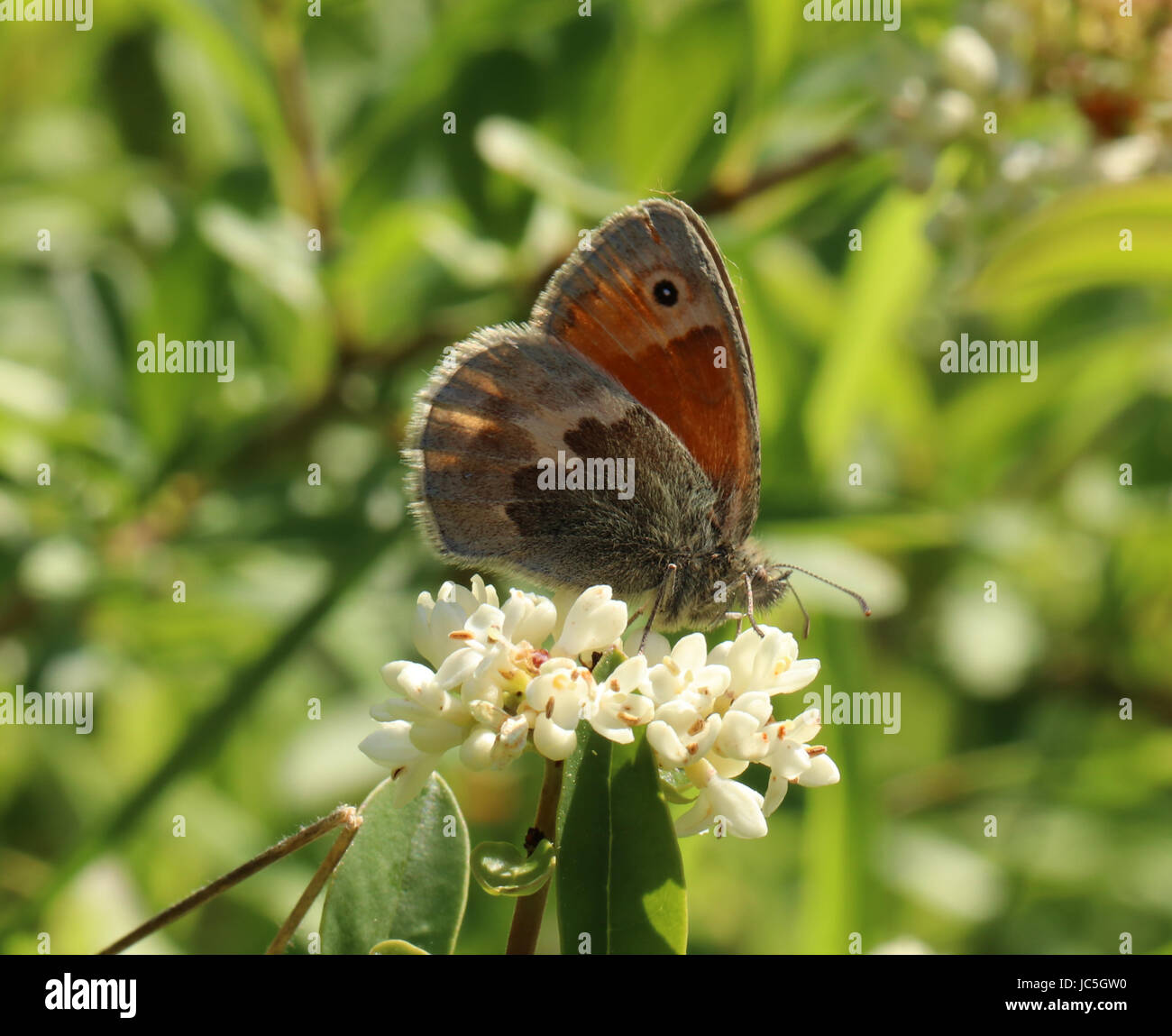 Wiese Brauner Schmetterling - Maniola Jurtina Stockfoto