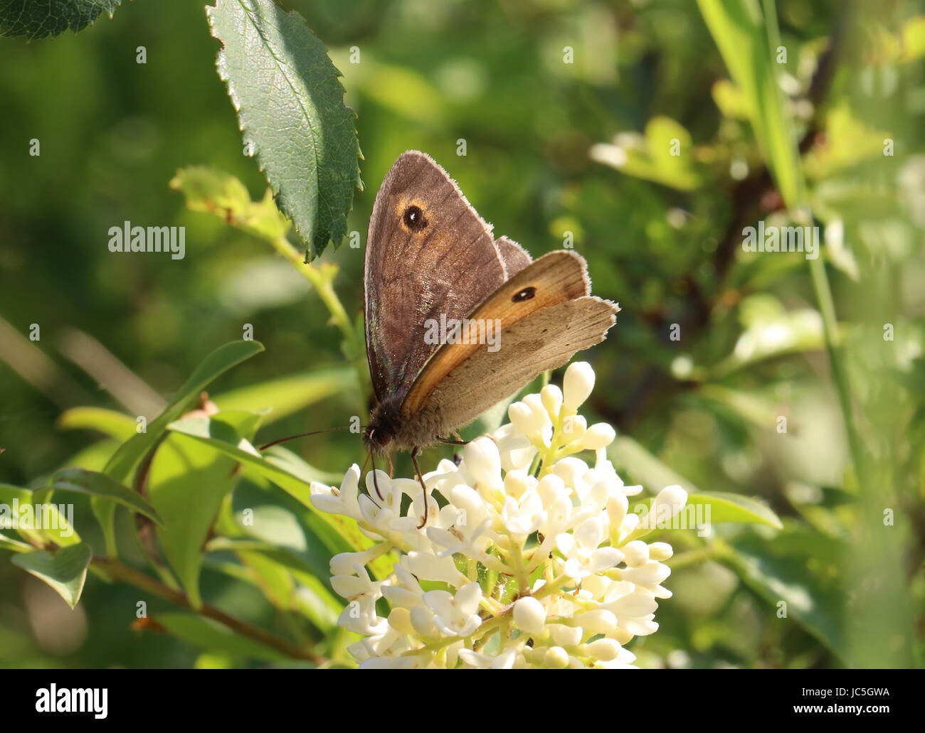 Wiese Brauner Schmetterling - Maniola Jurtina Stockfoto