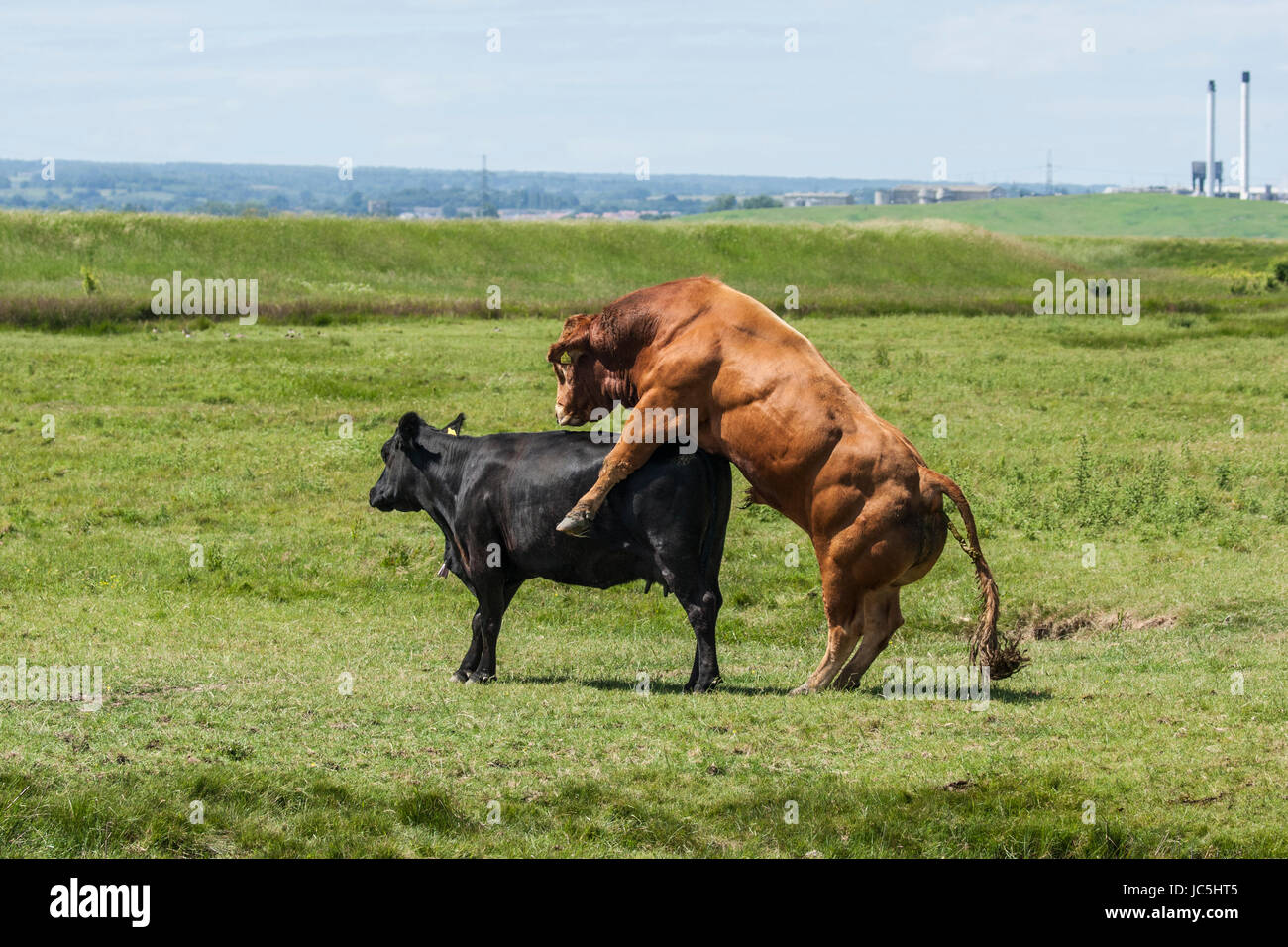 Bull Paarung mit Kuh im Feld Stockfoto