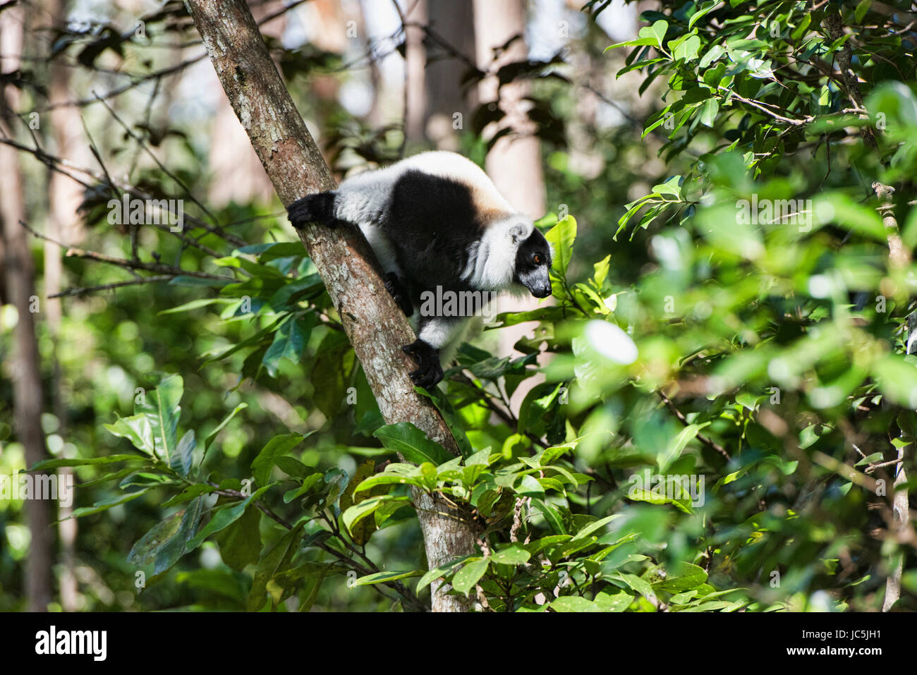 Schwarz und weiß Ruffed Lemur (Varecia Variegata), Parc Ivoloina, Madagaskar Stockfoto