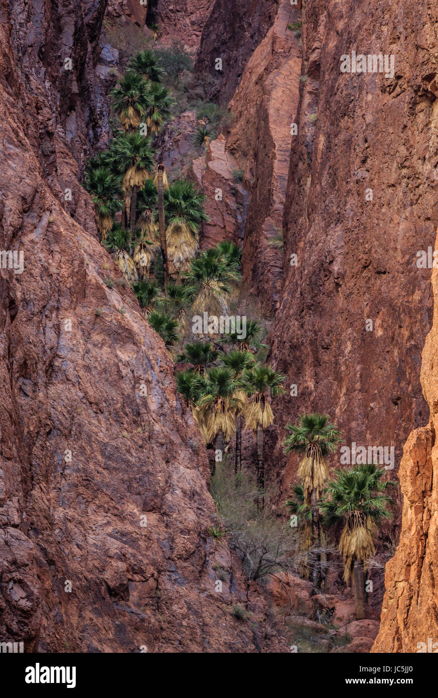 Die einzige bekannte native Fan Palmen werden in den engen, robuste Palm Canyon der KofA National Wildlife Refuge in westlichen Arizona gefunden. Stockfoto