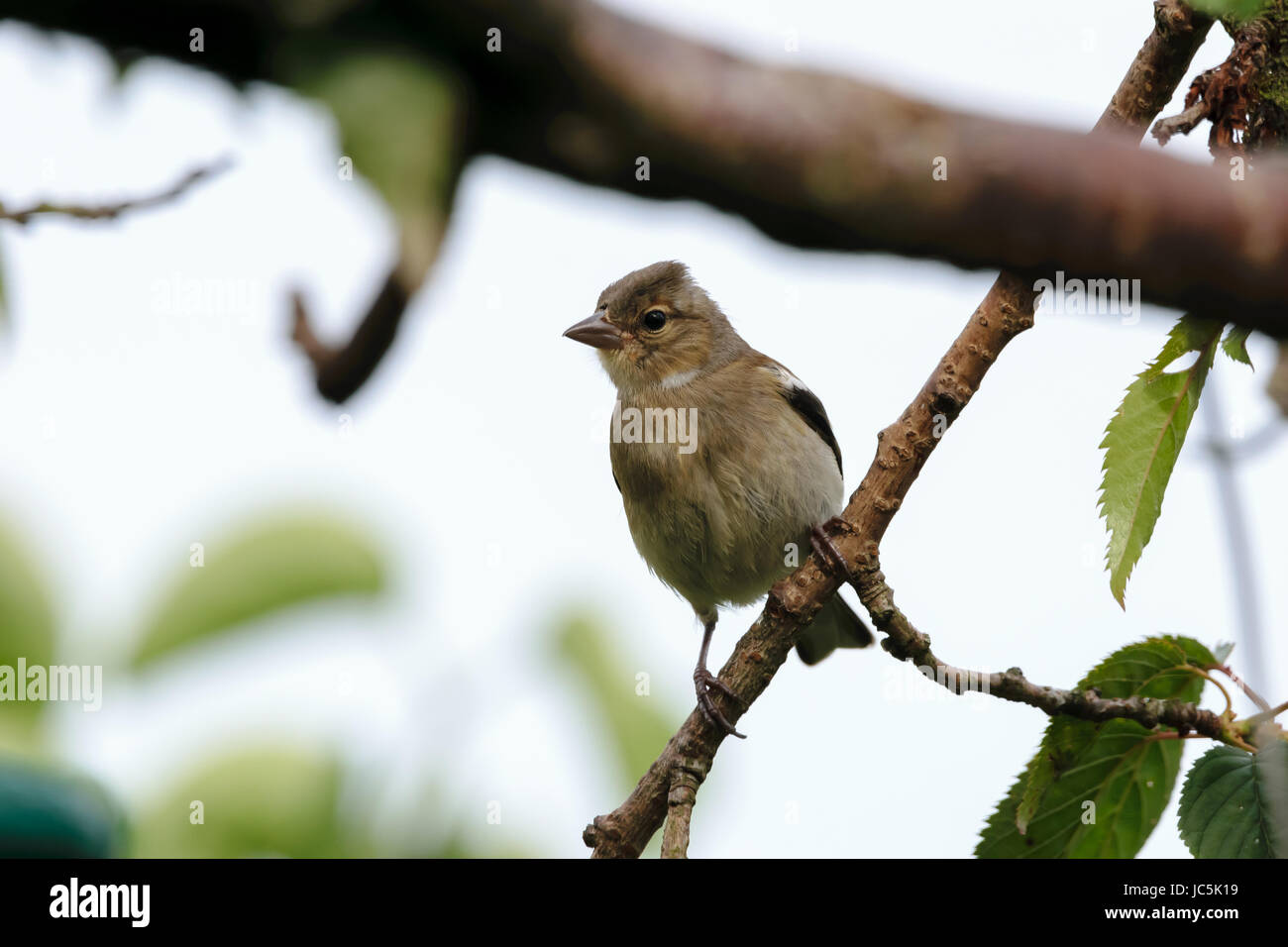 Jungen Buchfink Songbird Vogel hocken auf einem Zweig - Wales, UK Stockfoto