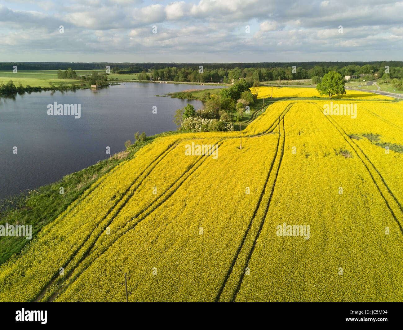 Raps Feld gelb grün Luftaufnahme von Landschaft, Drohne Draufsicht Lettland Stockfoto