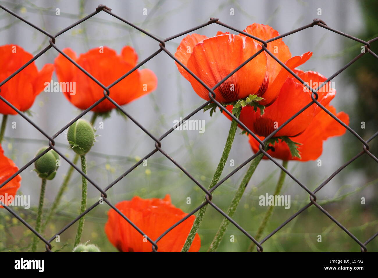 schön tief rote Mohnblumen Blumen im Sommer blühen Stockfoto