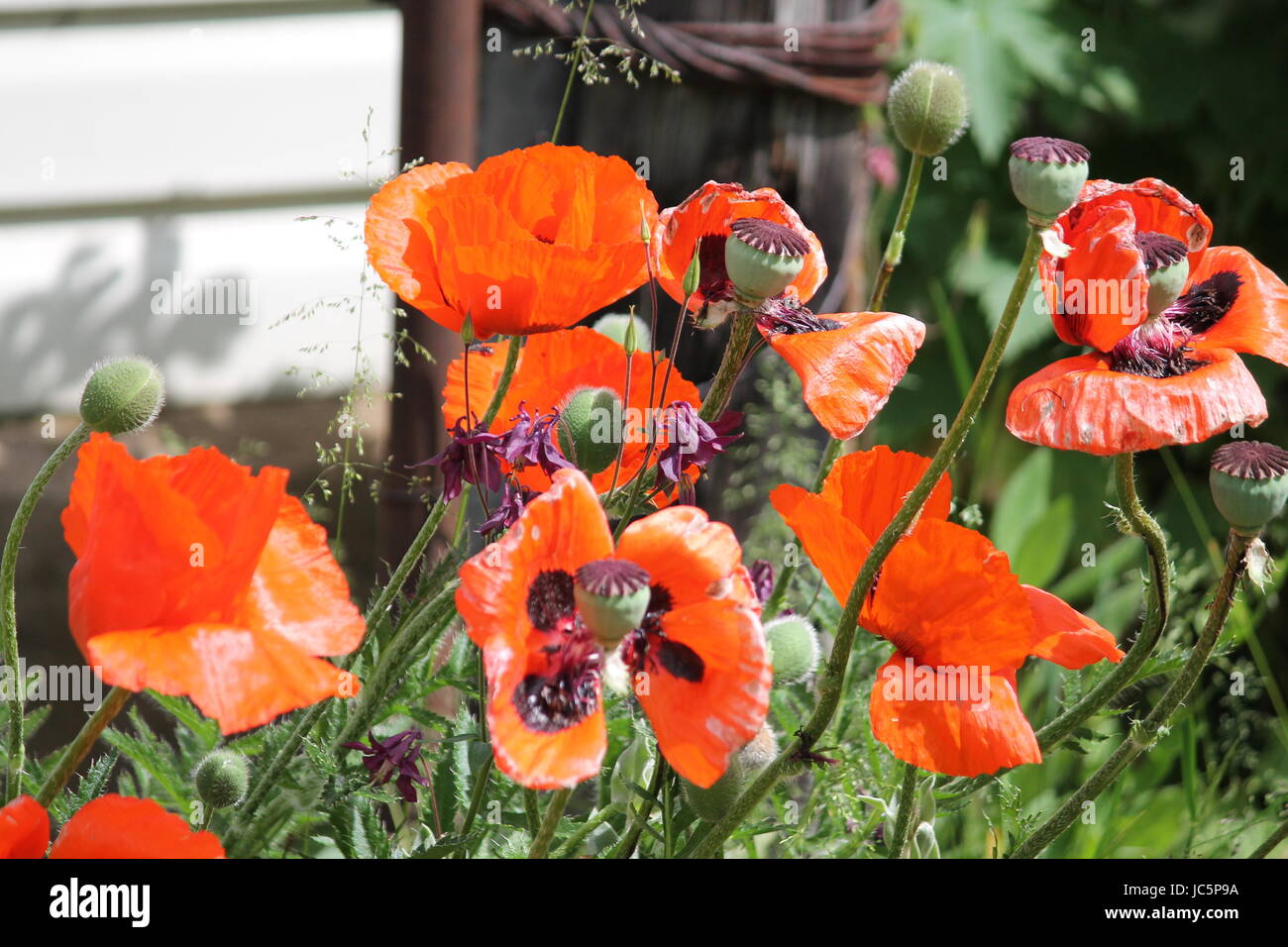 schön tief rote Mohnblumen Blumen im Sommer blühen Stockfoto
