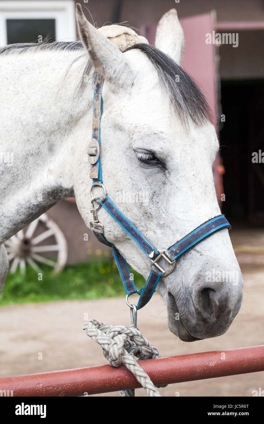 Weißes Pferd close-up Portrait, russischer Hof Stockfoto