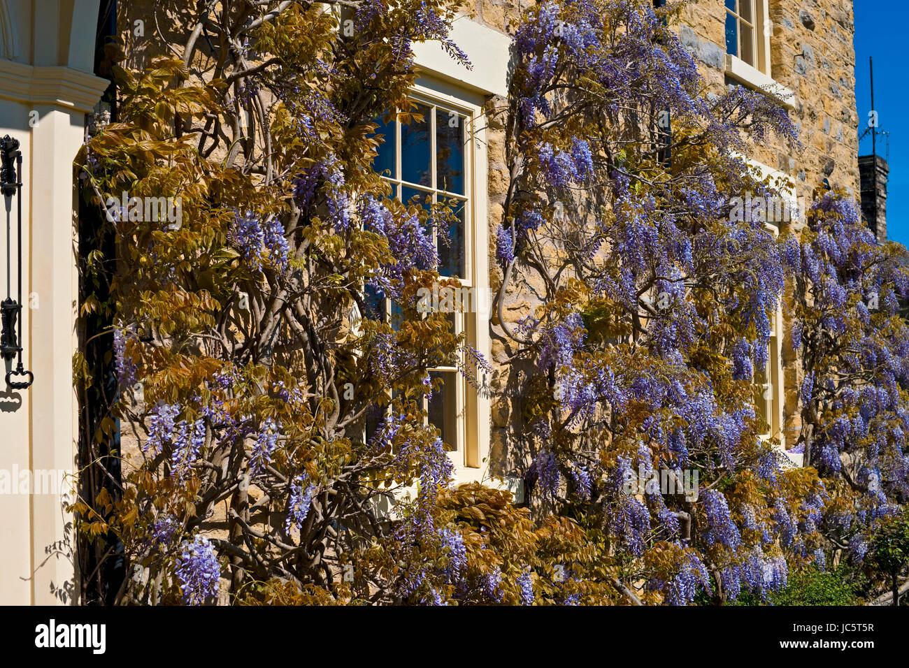 Lila Wisteria blühende Blumen wachsen auf der Vorderseite eines Hauses im Frühjahr England Großbritannien GB Großbritannien Stockfoto