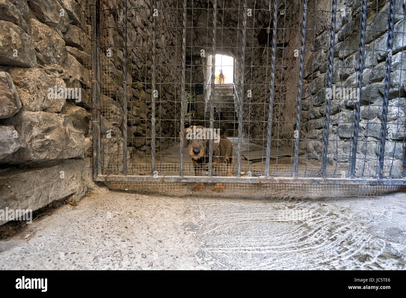 Niedlich. Drei Wachhunde, kleinste an der Front! Stockfoto