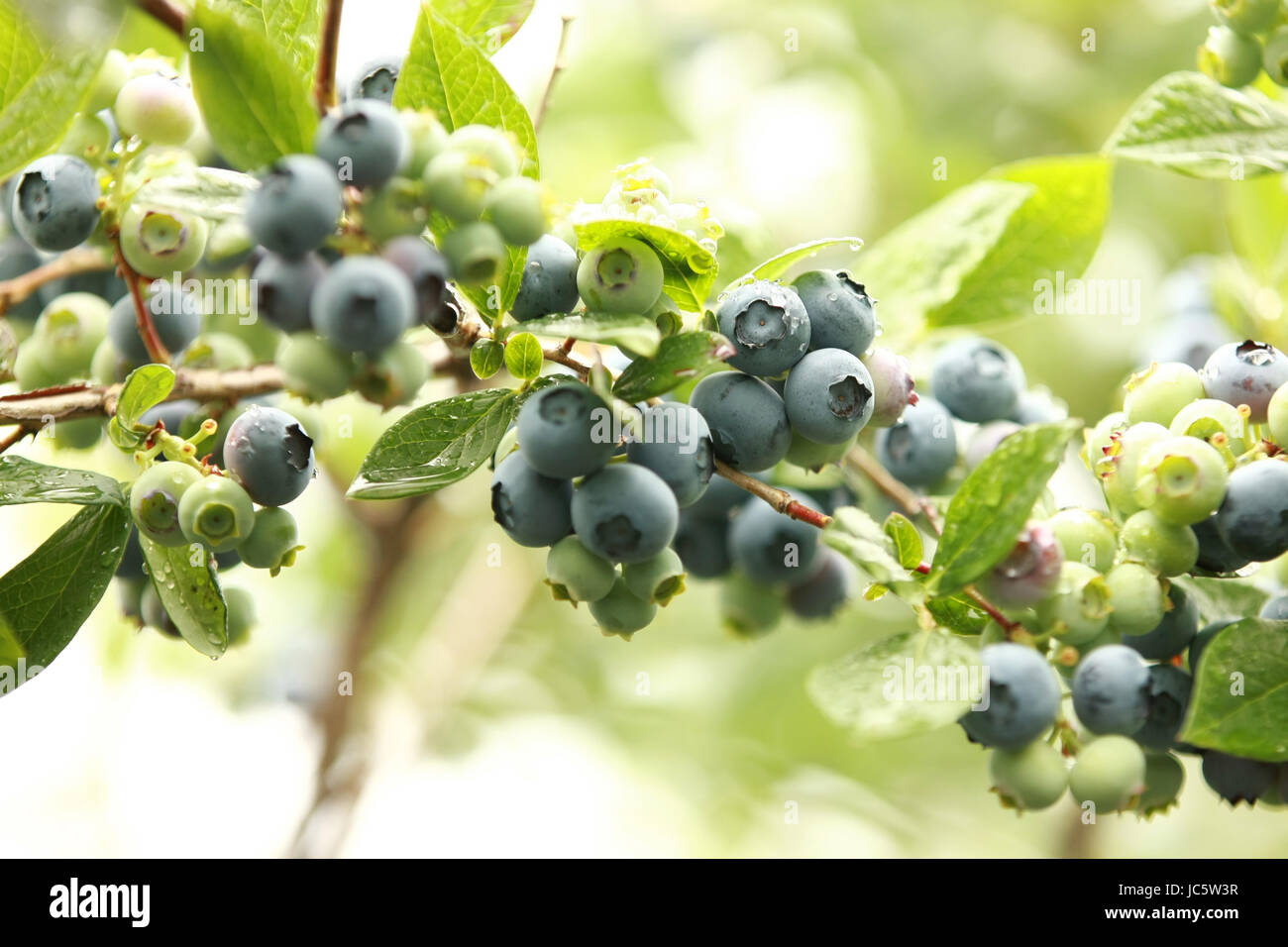 Blaue Beeren Stockfoto