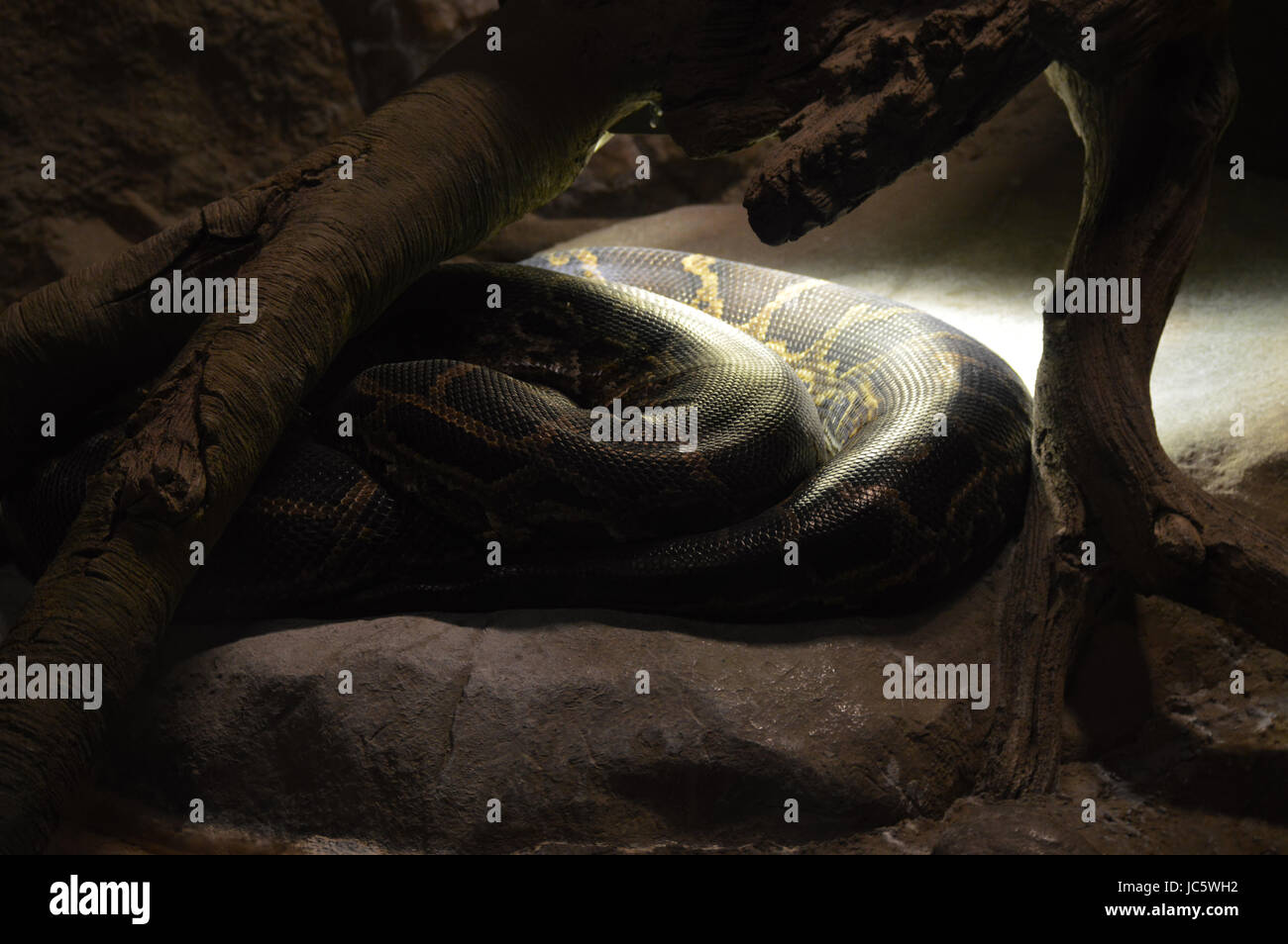 Burmesischen Python Stockfoto