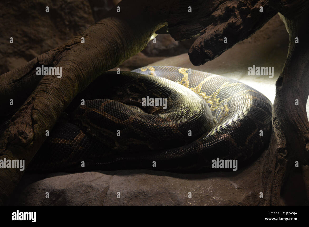 Burmesischen Python Stockfoto