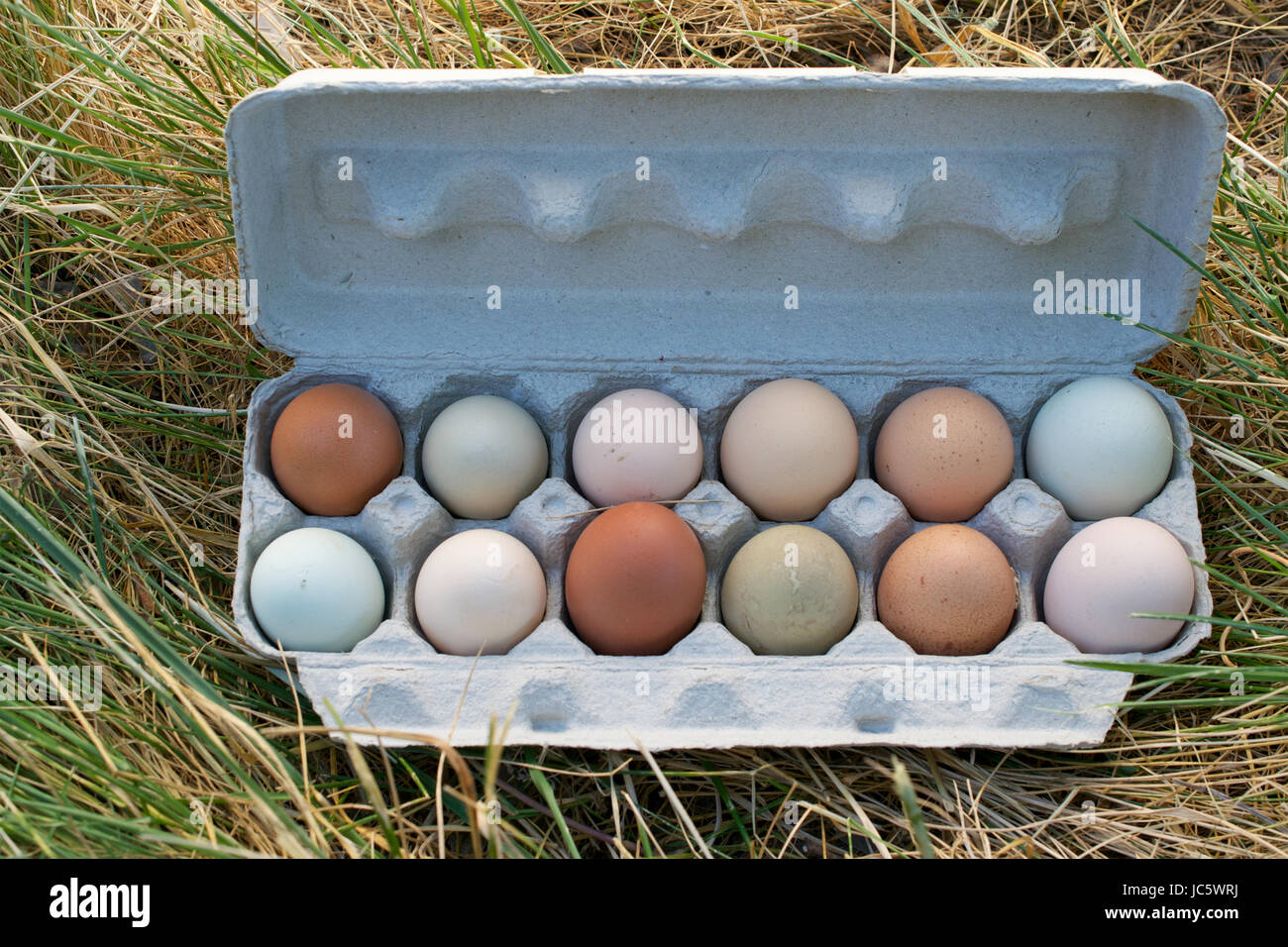 Ein Dutzend ungewaschen aus Freilandhaltung Hühnereier im offenen Karton, teilweise braune Gras, von oben gesehen Stockfoto