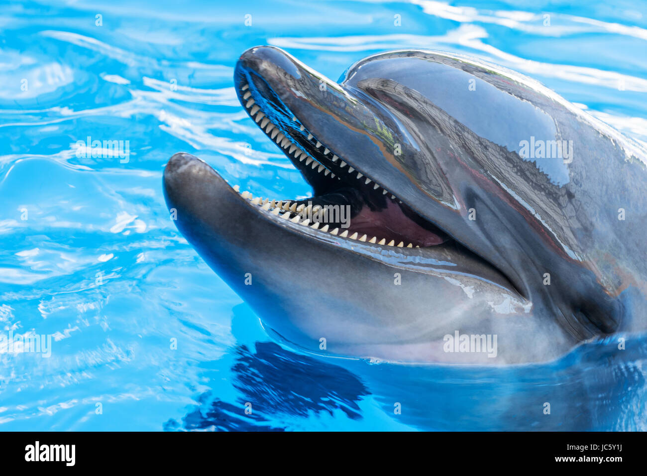 Porträt von einem Delphin-Nahaufnahme Stockfoto