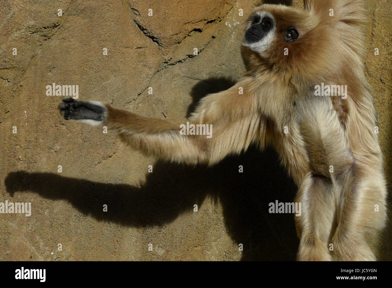 Ein Lar Gibbon in seinem Gehege im Zoo von Madrid abgebildet. Die Lar Gibbon (Hylobates Lar), auch bekannt als die weiß-handed Gibbon ist eine vom Aussterben bedrohte Primaten in der Gibbon-Familie Hylobatidae. Es wird von der IUCN als vom Aussterben bedrohte Arten aufgeführt. Sie sind in erster Linie wegen Verschlechterung oder Verlust der Lebensräume Wald gefährdet. weil wegen ihres Fleisches gejagt oder für Haustiere eingefangen. (Foto: Jorge Sanz/Pacific Press) Stockfoto