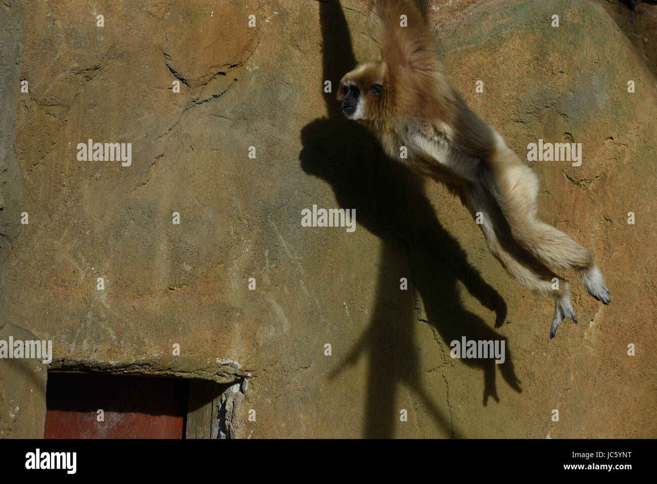 Ein Lar Gibbon in seinem Gehege im Zoo von Madrid abgebildet. Die Lar Gibbon (Hylobates Lar), auch bekannt als die weiß-handed Gibbon ist eine vom Aussterben bedrohte Primaten in der Gibbon-Familie Hylobatidae. Es wird von der IUCN als vom Aussterben bedrohte Arten aufgeführt. Sie sind in erster Linie wegen Verschlechterung oder Verlust der Lebensräume Wald gefährdet. weil wegen ihres Fleisches gejagt oder für Haustiere eingefangen. (Foto: Jorge Sanz/Pacific Press) Stockfoto
