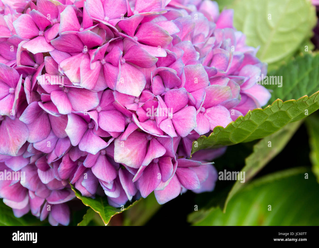 Zarte Hortensie lila Blume Stockfoto