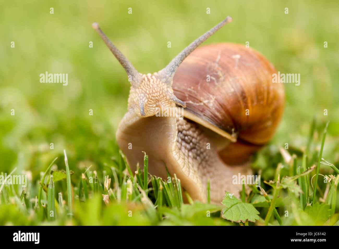 Roman Snail - Helix pomatia. Helix pomatia, gebräuchliche Namen Römerschnecke, Burgunderschnecke, essbare Schnecke oder Eskargot Stockfoto