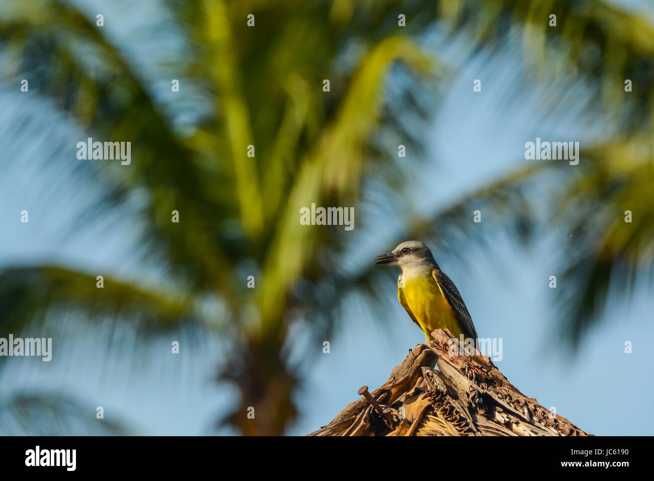 Tropischen Kingbird Stockfoto
