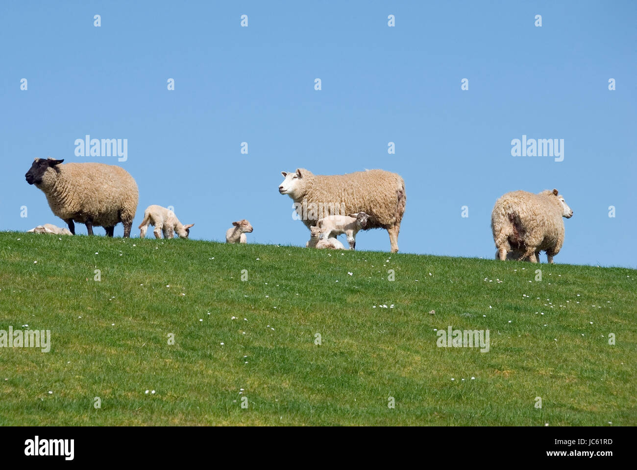 Schaf am Deich in Carolinensiel, Ostfriesland, Niedersachsen, Schafe bin Deich in Carolinensiel, Ostfriesland, Niedersachsen, Stockfoto