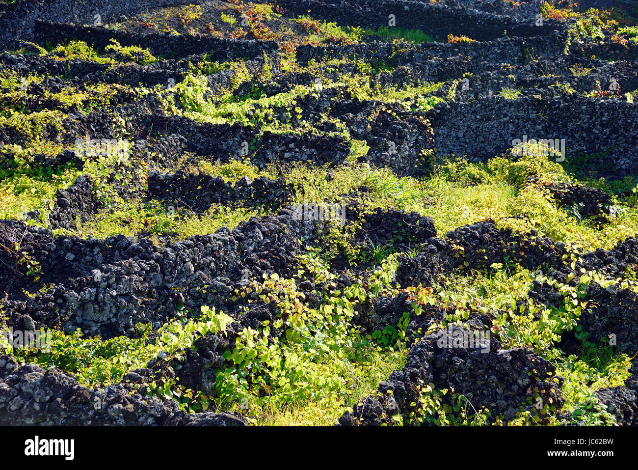 Weinbau, Candelaria, Pico, Azoren, Portugal, Weinanbau, Candelaria, gewesen Stockfoto