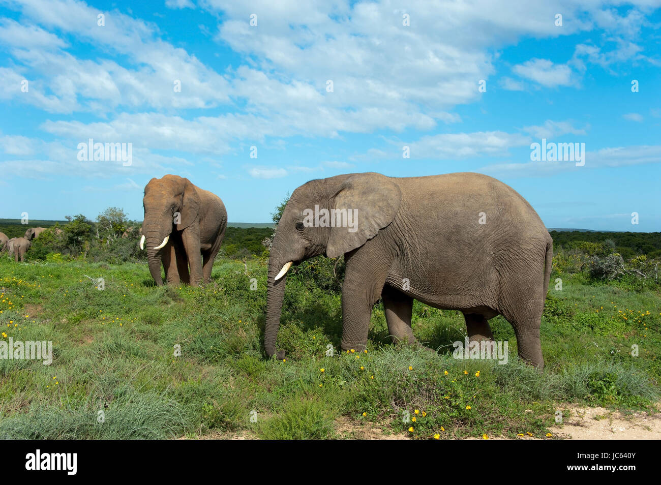 Elefant, Addo Elephant bundesweit Parks, Eastern Cape, Elefant, Addo Elephant National Park, Eastern Cape, Südafrika, Suedafrika Stockfoto