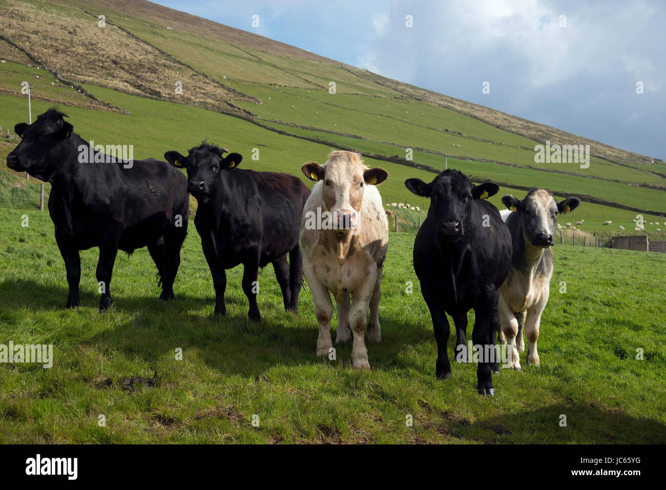 Iren Land, Großbritannien, Dingle-Halbinsel, Dunquin, Kuh / Kühe | Kuh, Dunquin, Halbinsel Dingle, Irland, Großbritannien / Great Britain, Kühe Stockfoto