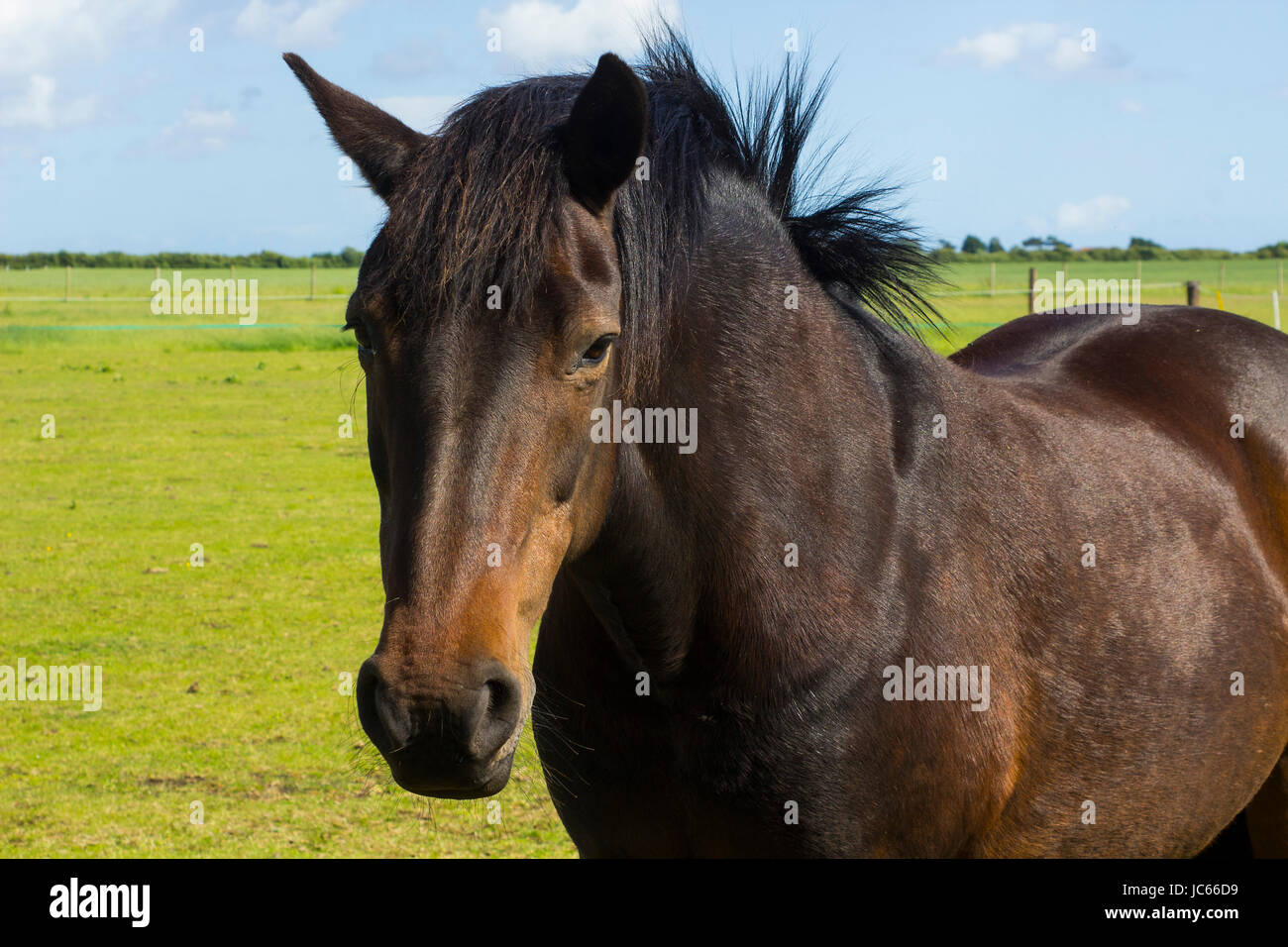 Eine Nahaufnahme von einem schönen jungen Pferdenkopf und Mähne, wie steht es in einem Feld an einem sonnigen Tag Stockfoto