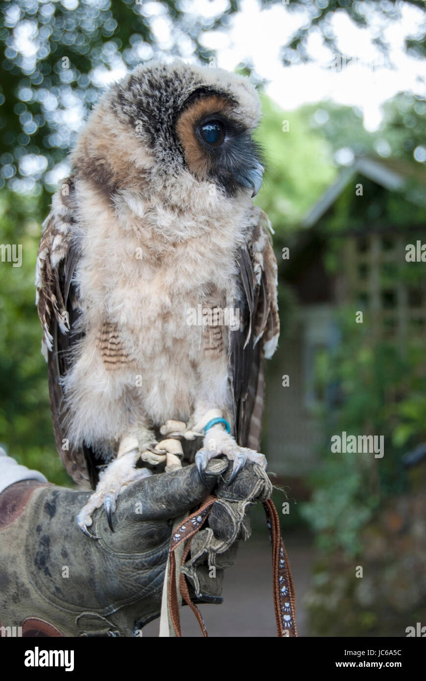 Eine malaysische braun Holz Eule (Strix Leptogrammica) auf ein Falkner-Handschuh Stockfoto