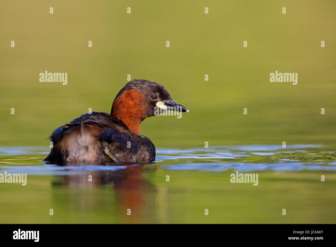 Midget Taucher, Podiceps Ruficollis, Zwergtaucher, Zwergtaucher Stockfoto