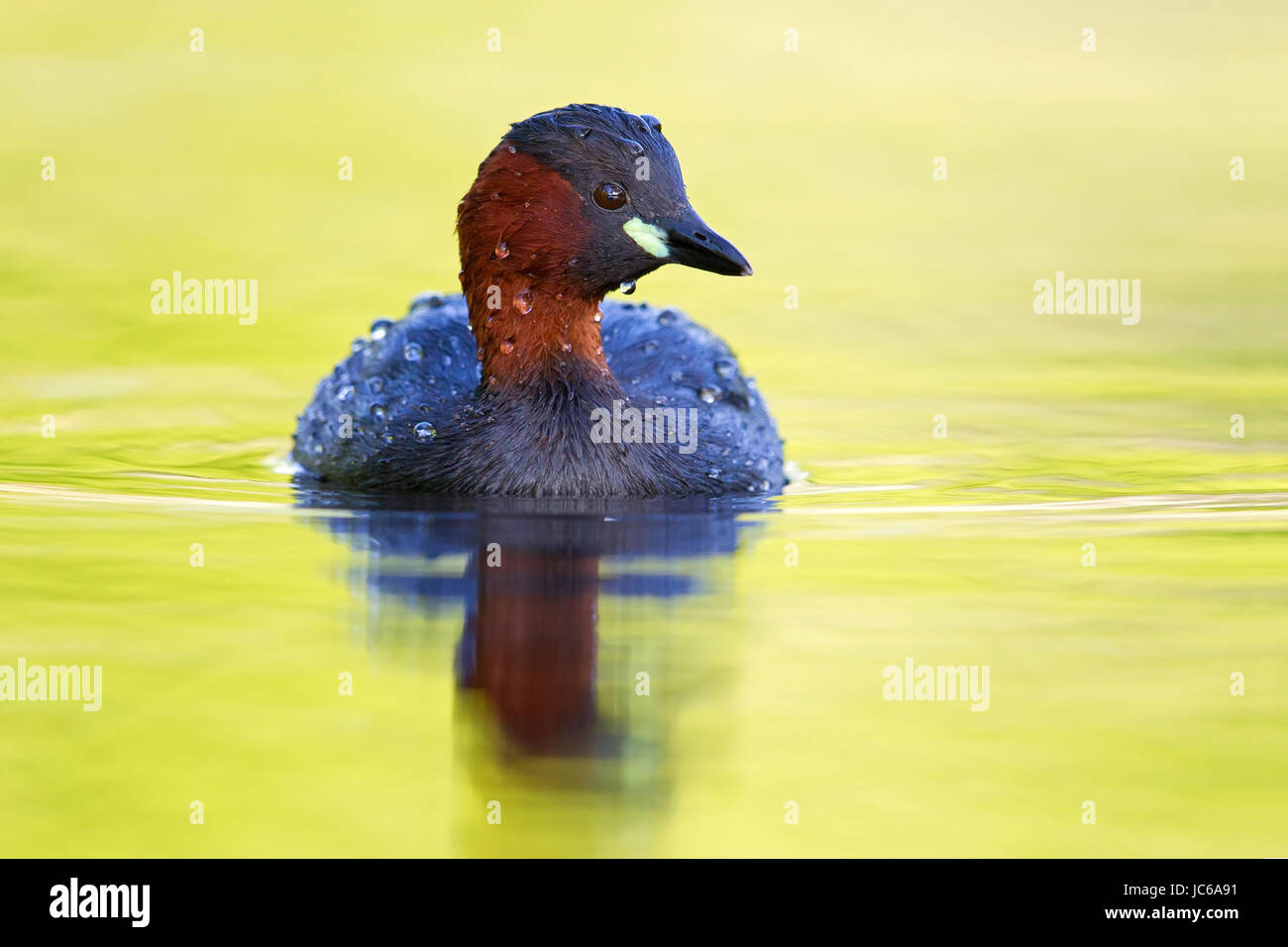 Midget Taucher, Podiceps Ruficollis, Zwergtaucher, Zwergtaucher Stockfoto