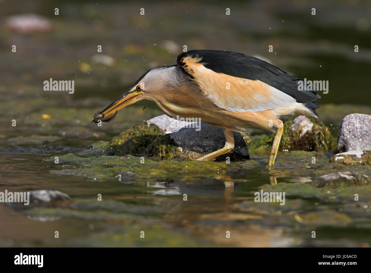 Wenig Rohrdommel, gemeinsame kleine Rohrdommel, Ixobrychus minutus, ein Planschbecken Vogel in der Heron Familie Stockfoto