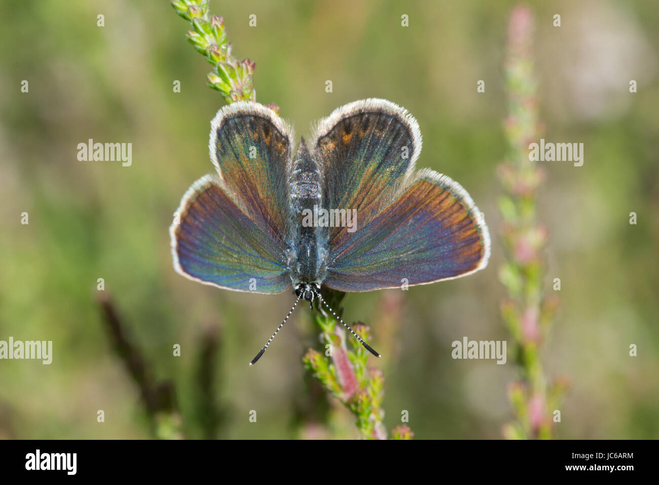 Weibliche Silber besetzte blaue Schmetterling (Plebejus Argus) - Oberseite Stockfoto