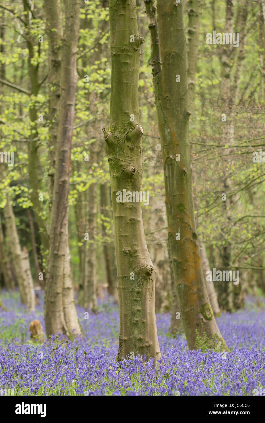 Bluebell Holz, Yorkshire, Großbritannien Stockfoto