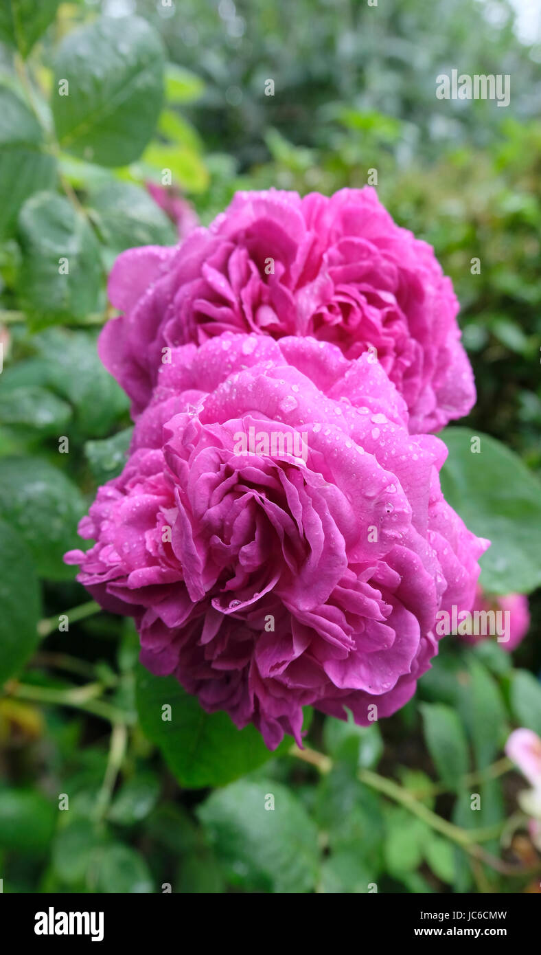 Rosa "Reine de Violettes" in voller Blüte nach einem Regenschauer Stockfoto