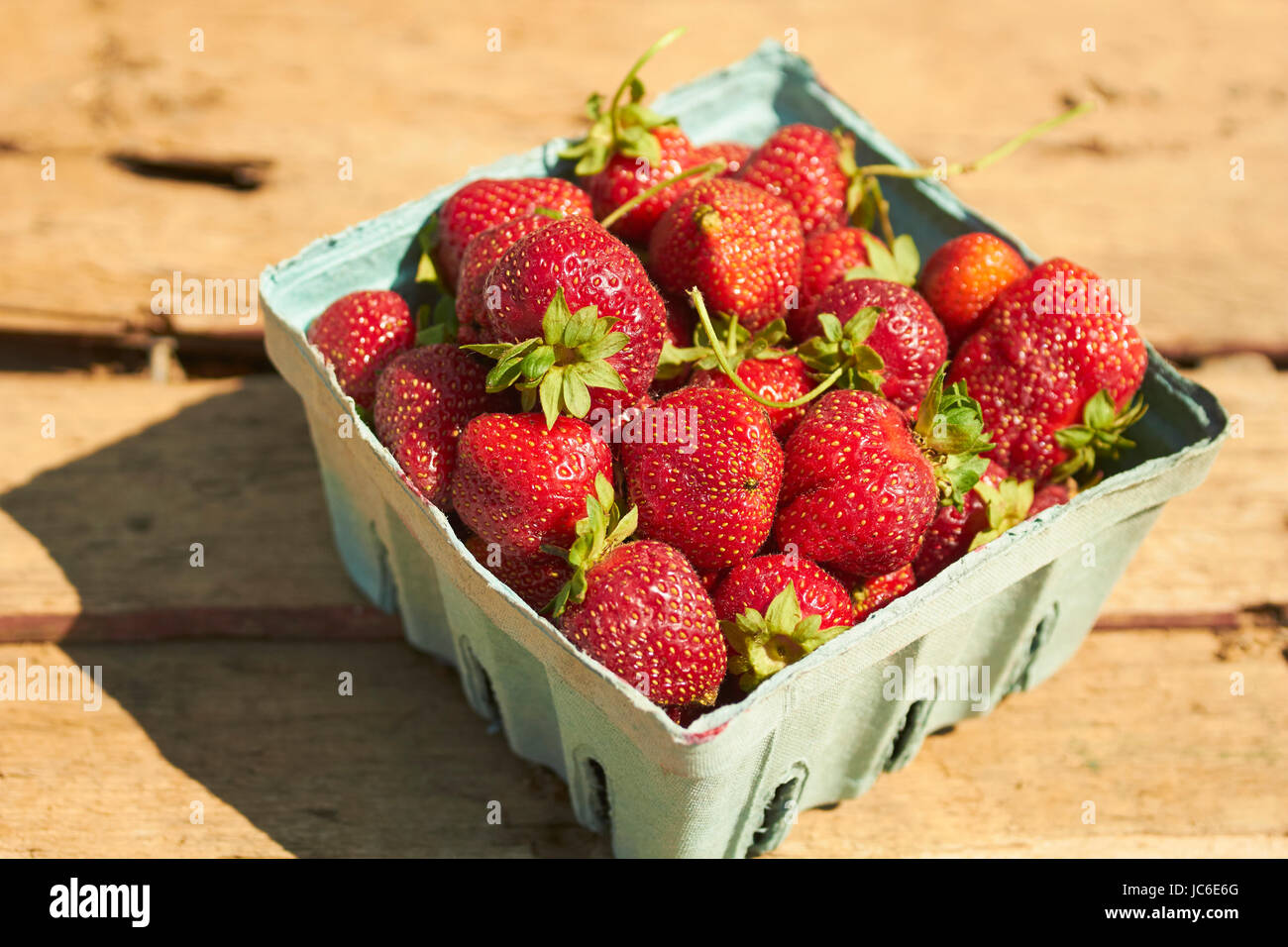 ein Quart von frisch gepflückten Erdbeeren draußen in der Sonne Stockfoto