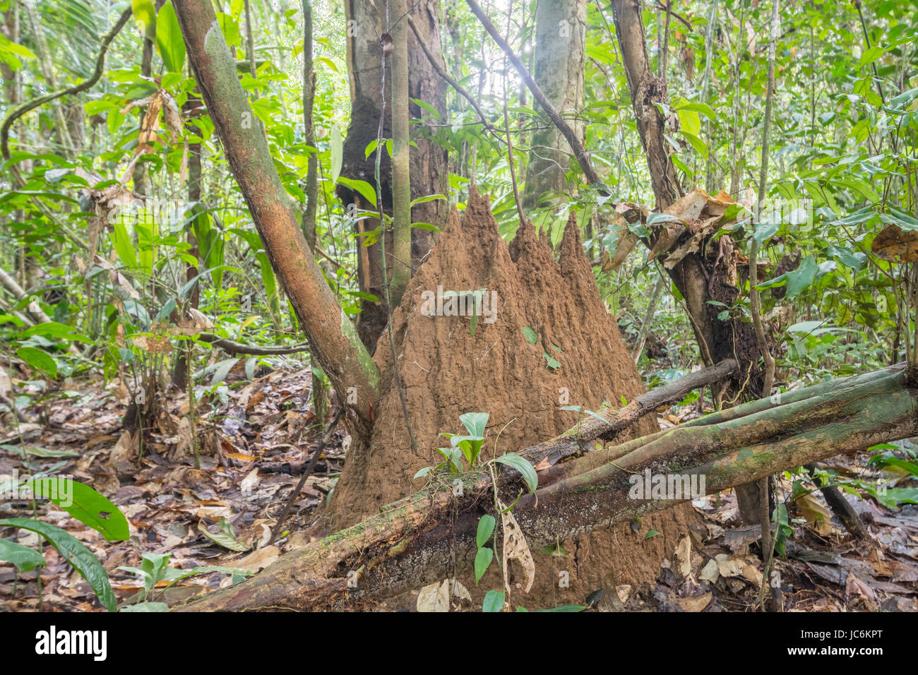 Riesige Termitenhügel (Macrotermes SP.) Hügel im Regenwald Stock in der Nähe von Rio Shiripuno im ecuadorianischen Amazonasgebiet. Macrotermes pflegen einen Pilz innerhalb von t Stockfoto