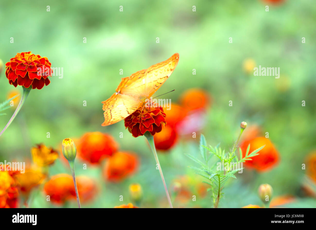 Close Up Schmetterling auf Blume (gemeinsame Schmetterling) Stockfoto