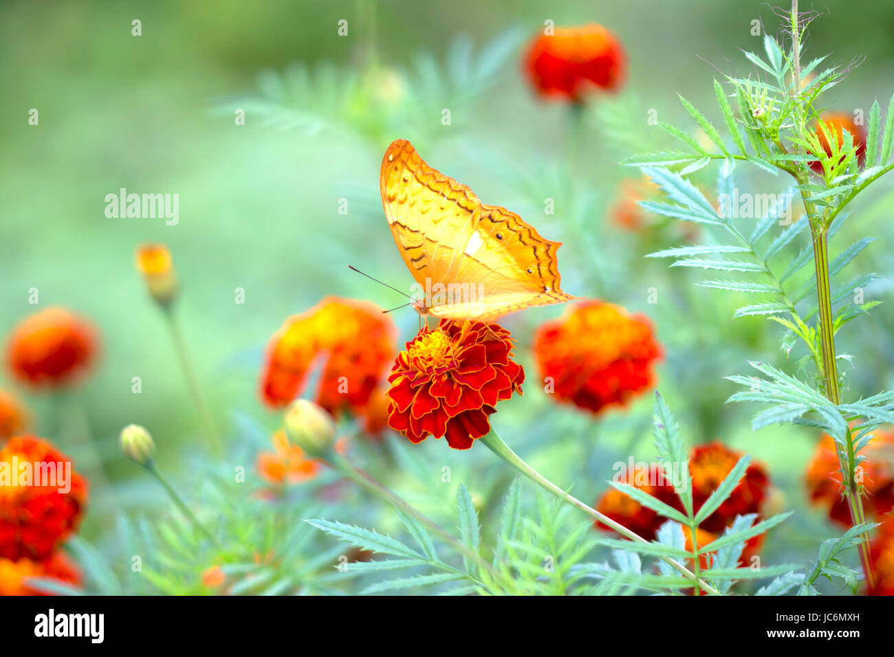 Close Up Schmetterling auf Blume (gemeinsame Schmetterling) Stockfoto