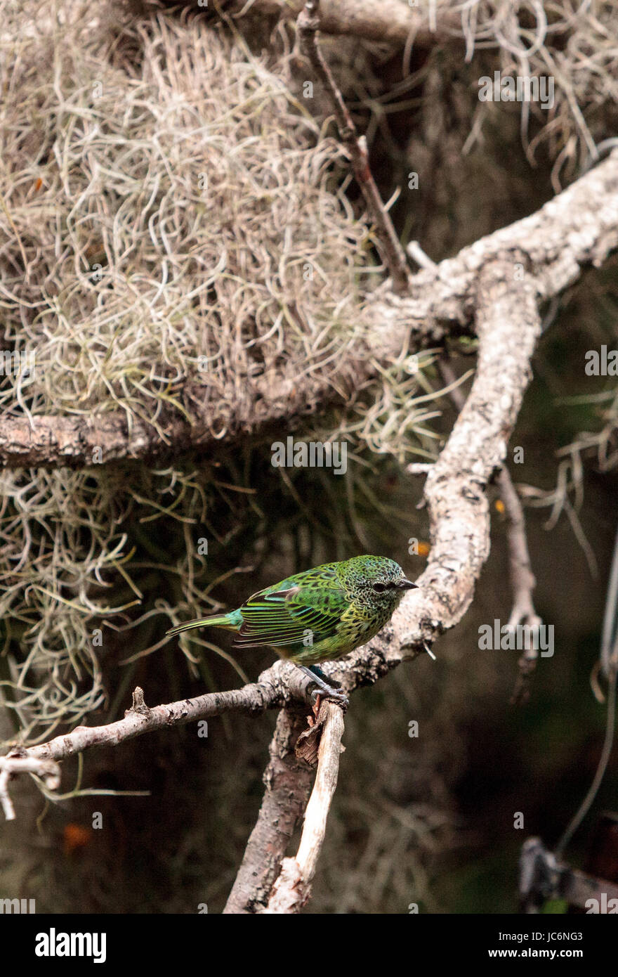 Gefleckte Tanager Tangara punctata genannt findet man in Brasilien