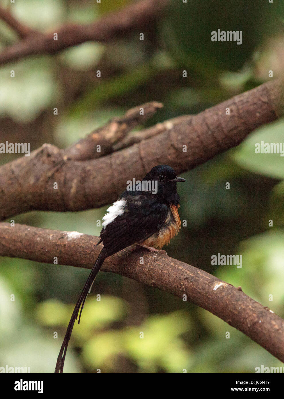 Weiß gekrönt Robin Chat ist ein Vogel, wissenschaftlich bekannt als Cossypha Albicapilla und fand in Afrika Stockfoto