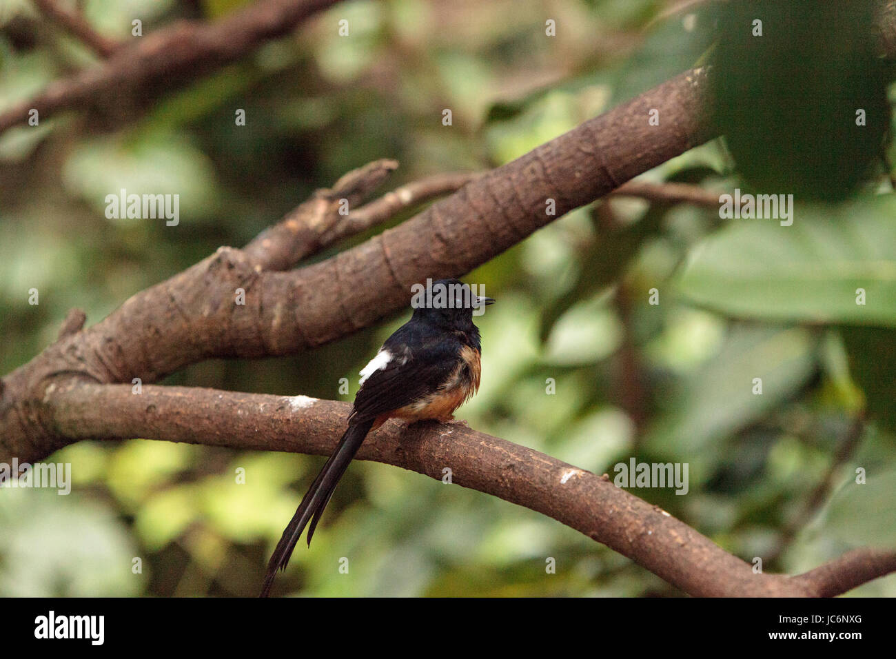 Weiß gekrönt Robin Chat ist ein Vogel, wissenschaftlich bekannt als Cossypha Albicapilla und fand in Afrika Stockfoto
