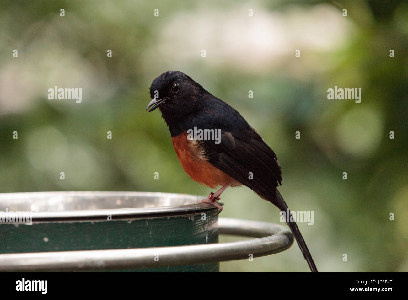 Weiß gekrönt Robin Chat ist ein Vogel, wissenschaftlich bekannt als Cossypha Albicapilla und fand in Afrika Stockfoto