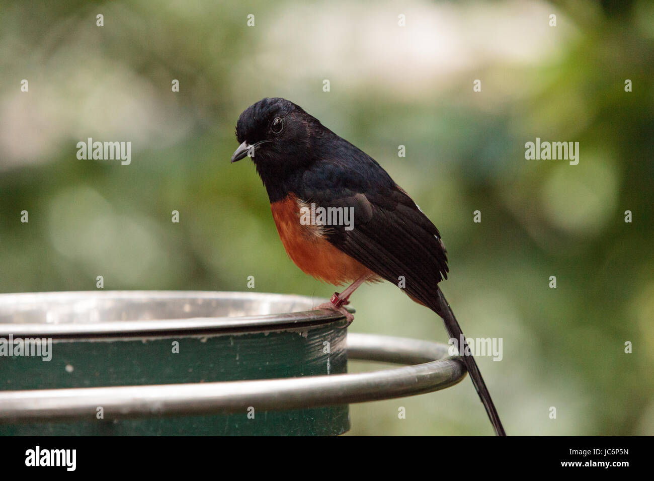 Weiß gekrönt Robin Chat ist ein Vogel, wissenschaftlich bekannt als Cossypha Albicapilla und fand in Afrika Stockfoto