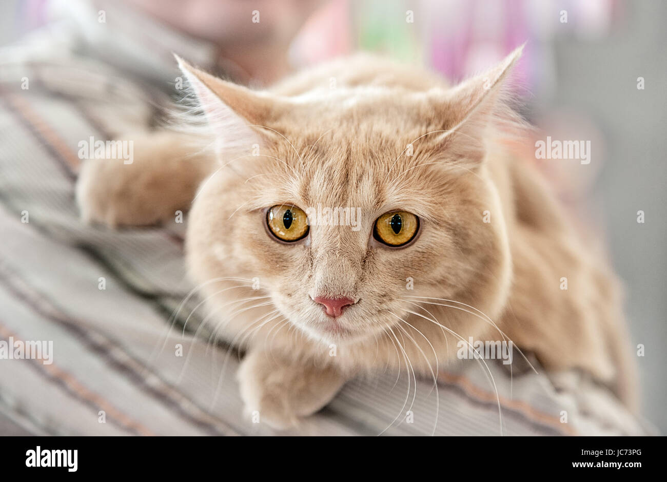 Schöne flauschige Katze züchtet Persian Angora Nahaufnahme. Einen horizontalen Rahmen. Stockfoto