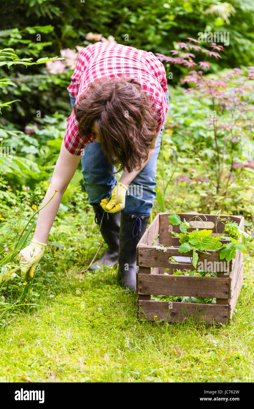 Frau Bei der Gartenarbeit, Frau bei der Gartenarbeit Stockfoto