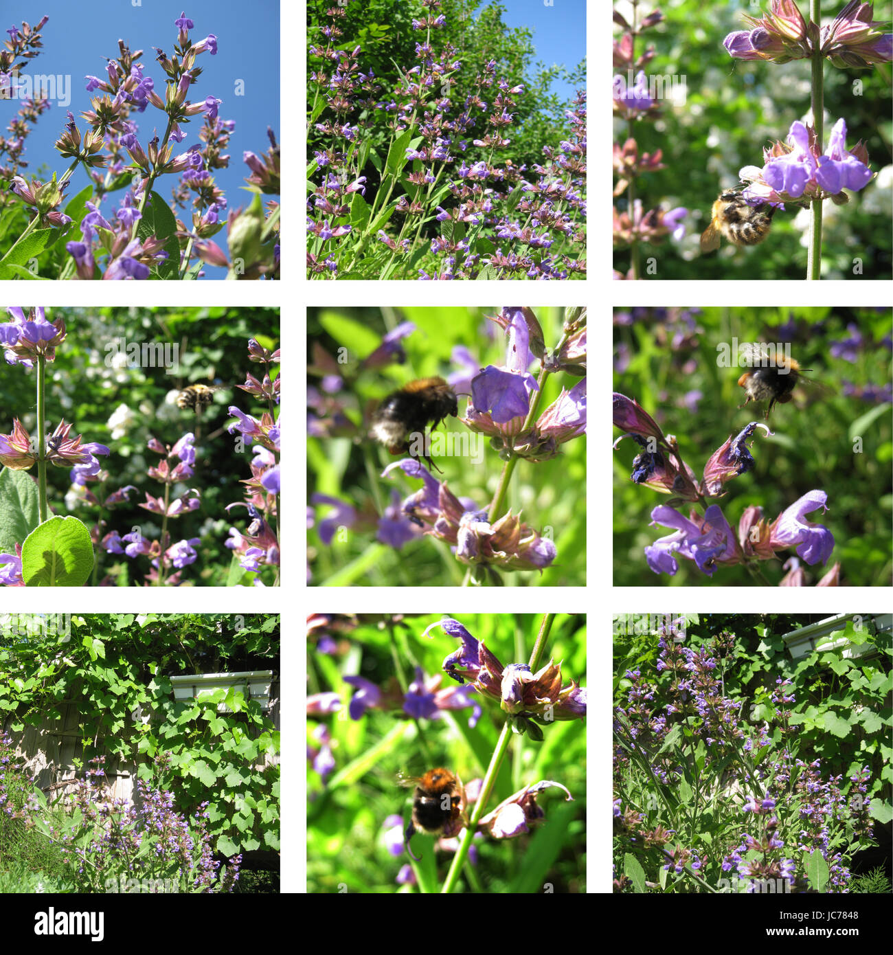 Pflanze grün Stockfoto