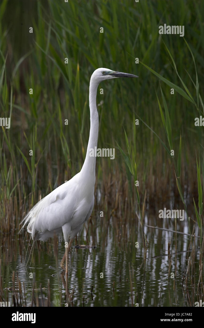 Egret, Egretta alba, Silberreiher, Vögel, Querformat, Hochformat Stockfoto