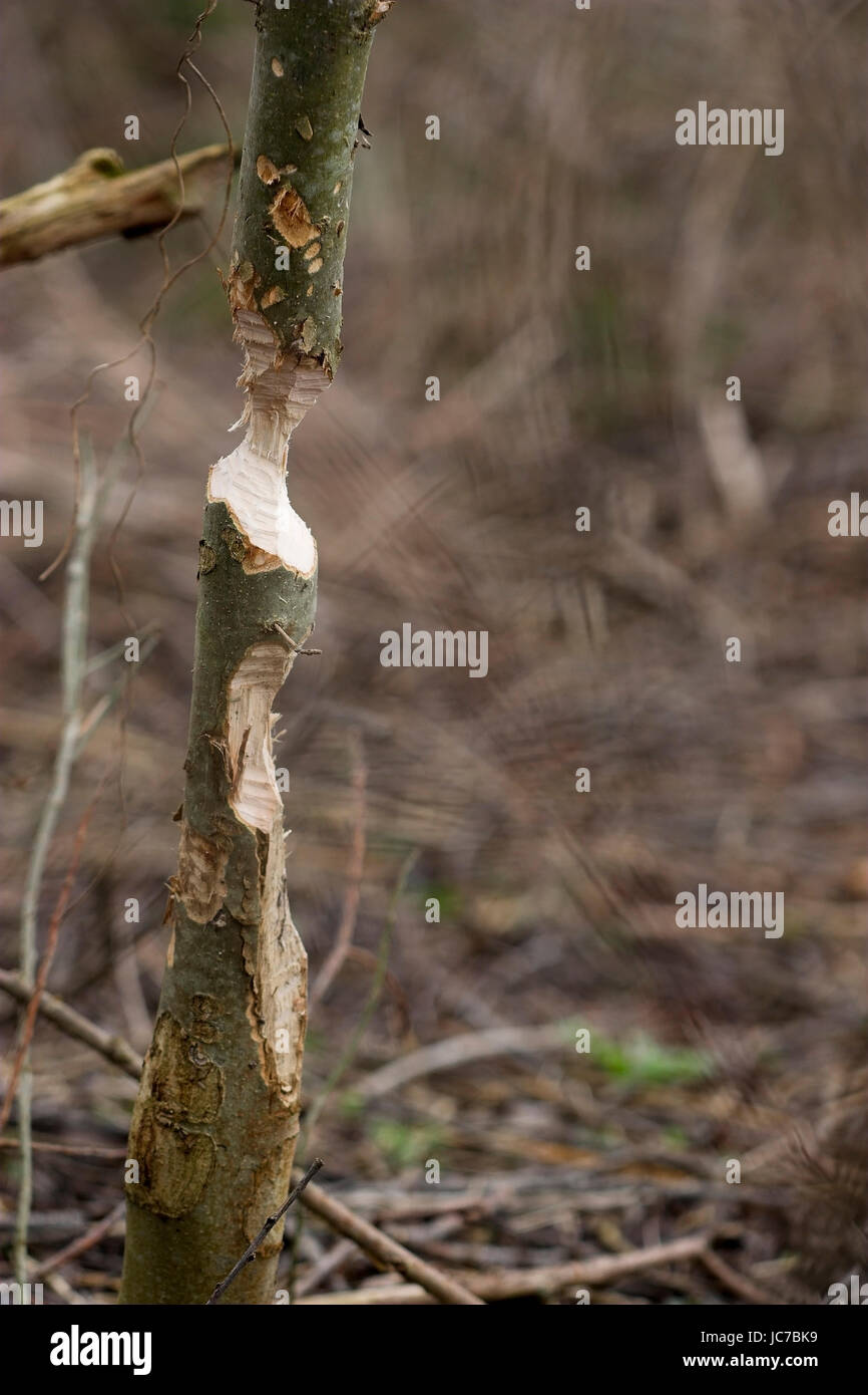 Spuren der Biber Essen, Biberfrassspuren Stockfoto